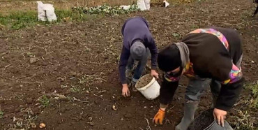 «Бо немає інтернету»: на Рівненщині школярі замість дистанційного навчання копають картоплю
